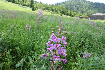DSC00056.jpg