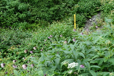 DSC00187.jpg