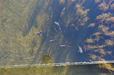 DSC00695.jpg