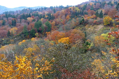 DSC00881.jpg