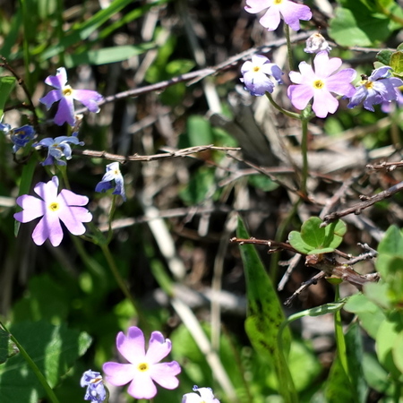 DSC02243.jpg