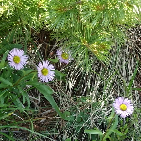 DSC02256.jpg