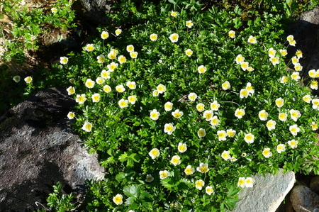 DSC02454.jpg